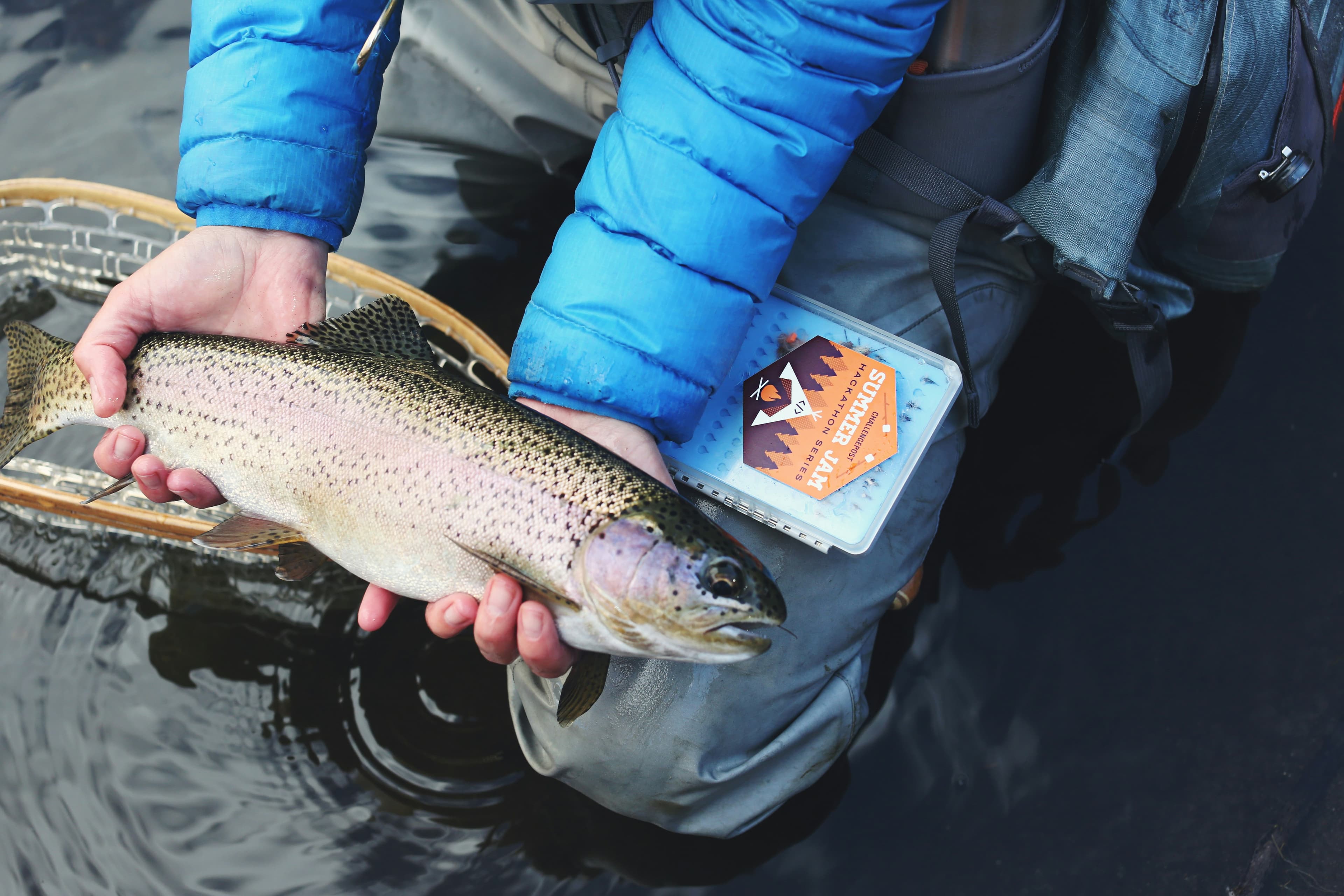 Rainbow trout held over the net before release